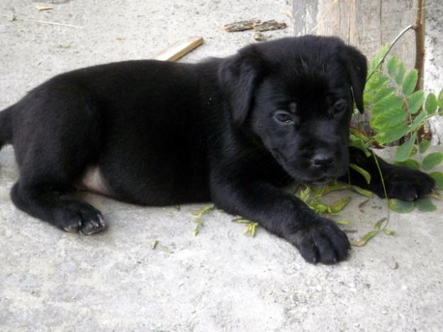 Pui cane corso. - Pret | Preturi Pui cane corso.