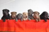 Pui Shar Pei culori deosebite, alb, albastru, negru, isabel - Pret | Preturi Pui Shar Pei culori deosebite, alb, albastru, negru, isabel