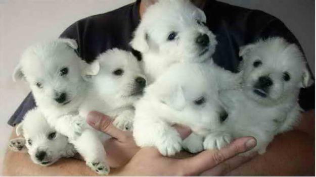 west highland white terrier-westie - Pret | Preturi west highland white terrier-westie