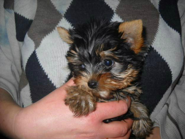 yorkshire terrier toy de vanzare - Pret | Preturi yorkshire terrier toy de vanzare