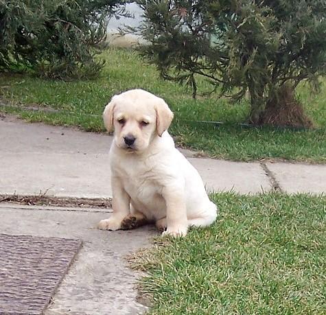 vand labrador retriever 120euro rasa pura - Pret | Preturi vand labrador retriever 120euro rasa pura