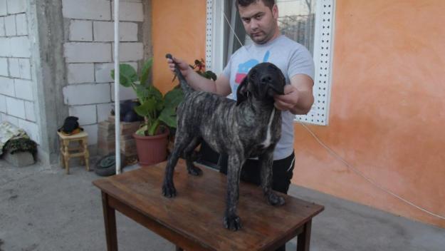 Vand pui Presa Canario ( Dogo Canario ) - Pret | Preturi Vand pui Presa Canario ( Dogo Canario )