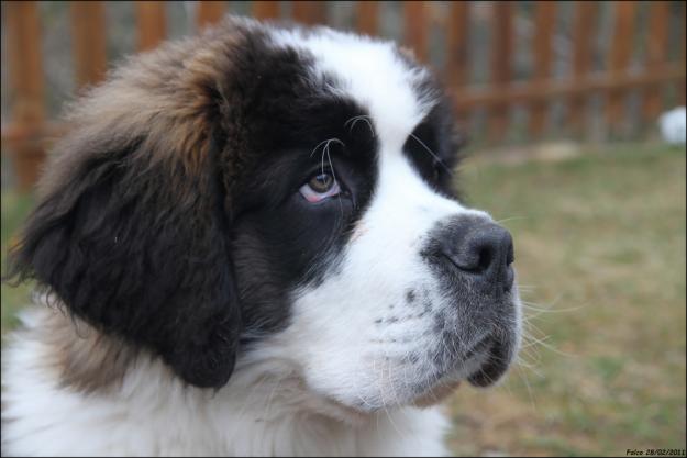 De vanzare Saint Bernard,catei rasa pura - Pret | Preturi De vanzare Saint Bernard,catei rasa pura