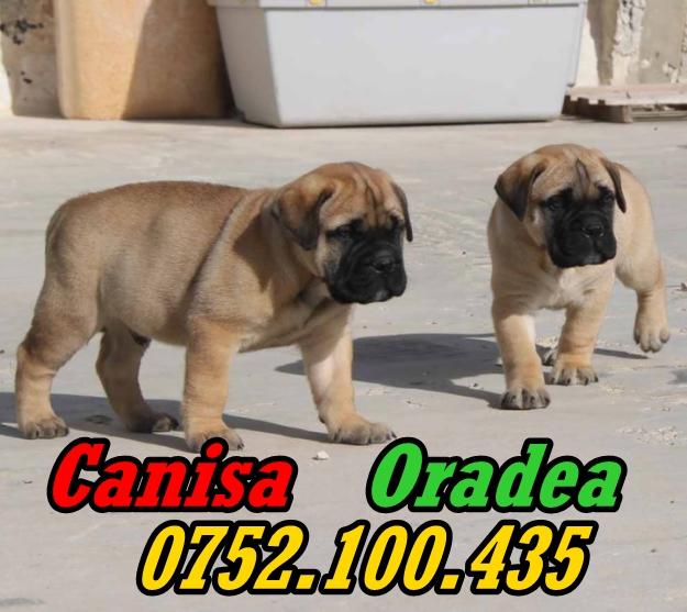 Vand catei rasa Bullmastiff 0752100435 - Pret | Preturi Vand catei rasa Bullmastiff 0752100435