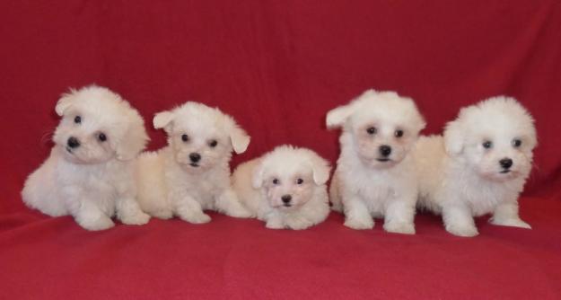 DE VANZARE PUI BICHON MALTESE SI PUI BICHON BOLOGNESE, BICHON MASCUL PENTRU MONTA - Pret | Preturi DE VANZARE PUI BICHON MALTESE SI PUI BICHON BOLOGNESE, BICHON MASCUL PENTRU MONTA