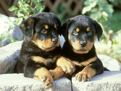 Vand catei Rottweiler - Pret | Preturi Vand catei Rottweiler