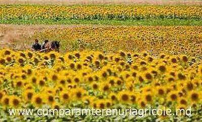 Cumpar - concesionez teren agricol in Republica Moldova - Basarabia - Pret | Preturi Cumpar - concesionez teren agricol in Republica Moldova - Basarabia