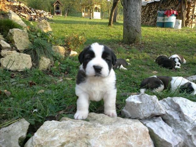 Vand pui Saint Bernard - Pret | Preturi Vand pui Saint Bernard