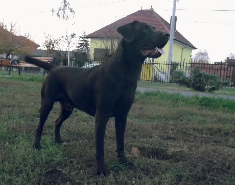 Ofer pt. monta mascul de Labrador Retriever CIOCOLATIU - Pret | Preturi Ofer pt. monta mascul de Labrador Retriever CIOCOLATIU