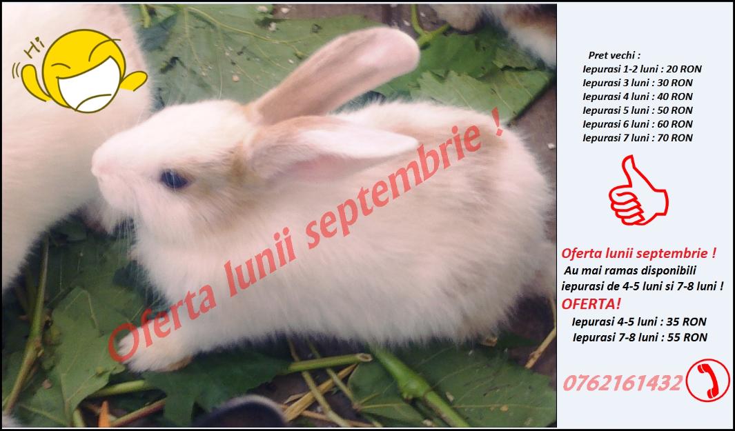 Iepuri.Oferta lunii septembrie! - Pret | Preturi Iepuri.Oferta lunii septembrie!