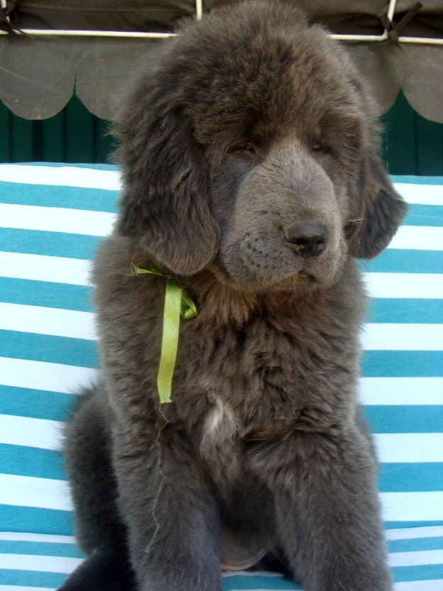 pui tibetan mastiff - Pret | Preturi pui tibetan mastiff