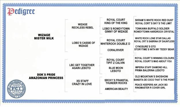 Canisa Dok's Pride-pui Amstaff pedigree - Pret | Preturi Canisa Dok's Pride-pui Amstaff pedigree