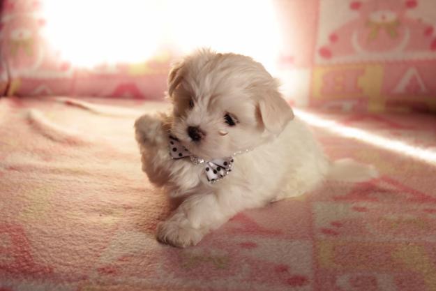 Bichon Maltez Toy de vanzare - Pret | Preturi Bichon Maltez Toy de vanzare