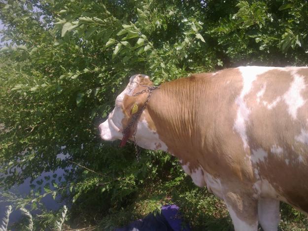 vand 6 vaci baltata romaneasca cu vitei langa ele - Pret | Preturi vand 6 vaci baltata romaneasca cu vitei langa ele
