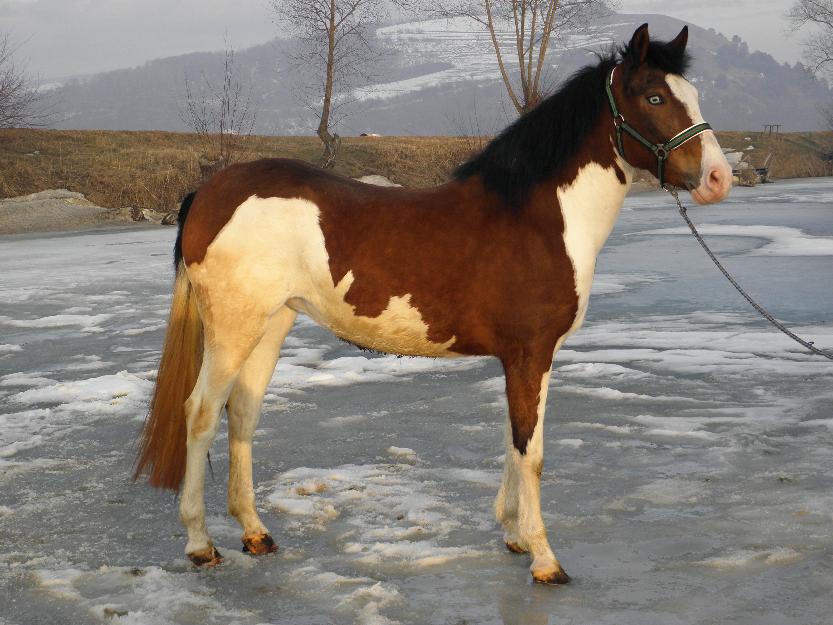 vand iapa paint horse - Pret | Preturi vand iapa paint horse