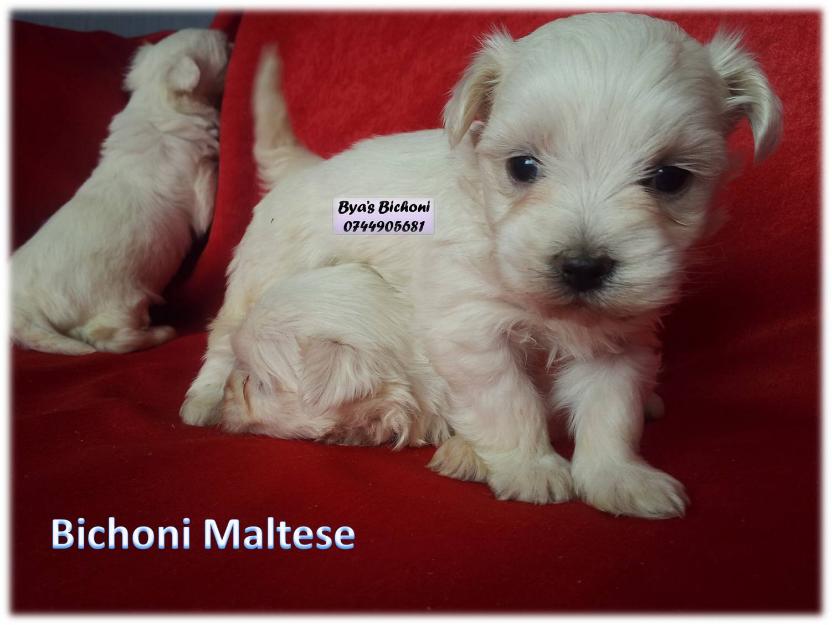 Bichoni Maltese superbi - Pret | Preturi Bichoni Maltese superbi