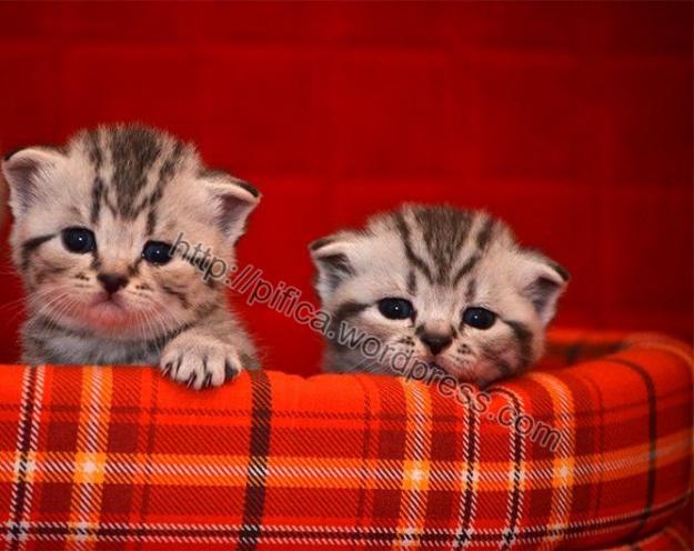 puiuti british shorthair - Pret | Preturi puiuti british shorthair