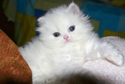 pisicute persana rasa pura - Pret | Preturi pisicute persana rasa pura