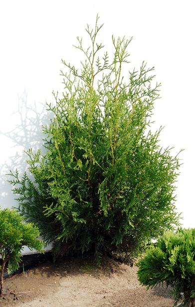 Vand tuia(thuja) brabant din pepiniera proprie - Pret | Preturi Vand tuia(thuja) brabant din pepiniera proprie