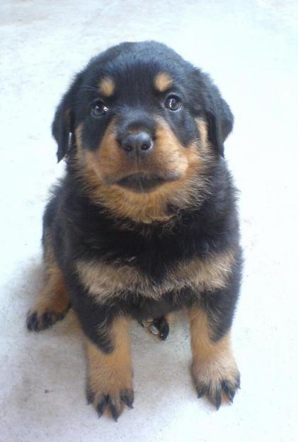 VAND PUI ROTTWEILER - Pret | Preturi VAND PUI ROTTWEILER