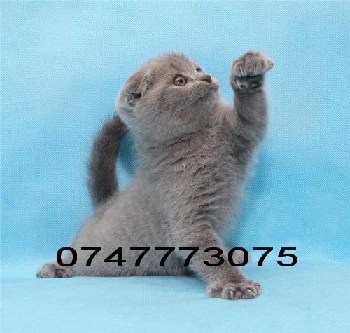 Scottish Fold de 2 luni ! - Pret | Preturi Scottish Fold de 2 luni !