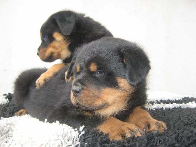 VAND ROTTWEILER - Pret | Preturi VAND ROTTWEILER