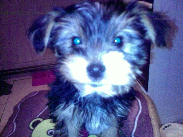 Yorkshire terrier - Pret | Preturi Yorkshire terrier