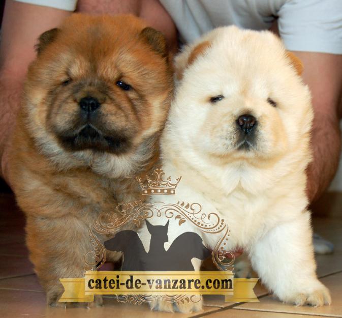 Catei Chow Chow de vanzare - Pret | Preturi Catei Chow Chow de vanzare