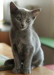 Vindem pisicute albastru de rusia, persana, birmaneza din cea mai pura rasa - Pret | Preturi Vindem pisicute albastru de rusia, persana, birmaneza din cea mai pura rasa