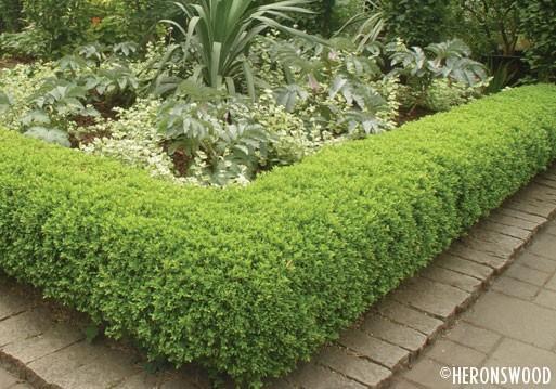 Vand Buxus / Material Horticol - Pret | Preturi Vand Buxus / Material Horticol