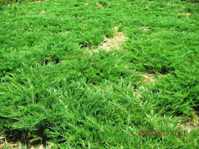 Vand ienupar (juniperus) toate soiurile - Pret | Preturi Vand ienupar (juniperus) toate soiurile
