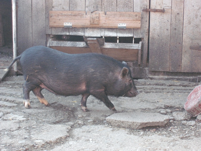 vand porci vietnamezi - Pret | Preturi vand porci vietnamezi