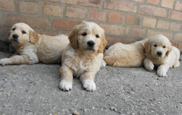 Golden Retriever de Vanzare masculi si femele - Pret | Preturi Golden Retriever de Vanzare masculi si femele