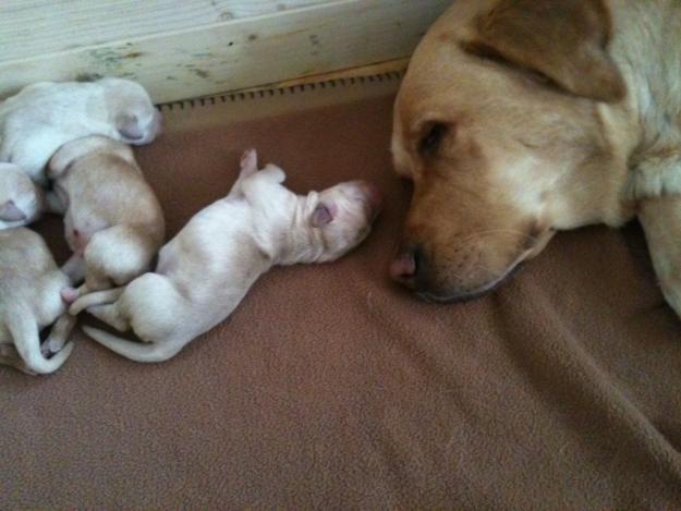 Labradori de vanzare 5 femele - Pret | Preturi Labradori de vanzare 5 femele