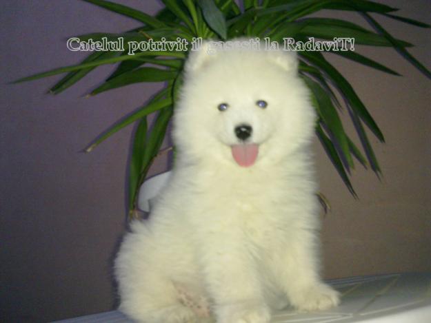 De vanzare Samoyed - Pret | Preturi De vanzare Samoyed