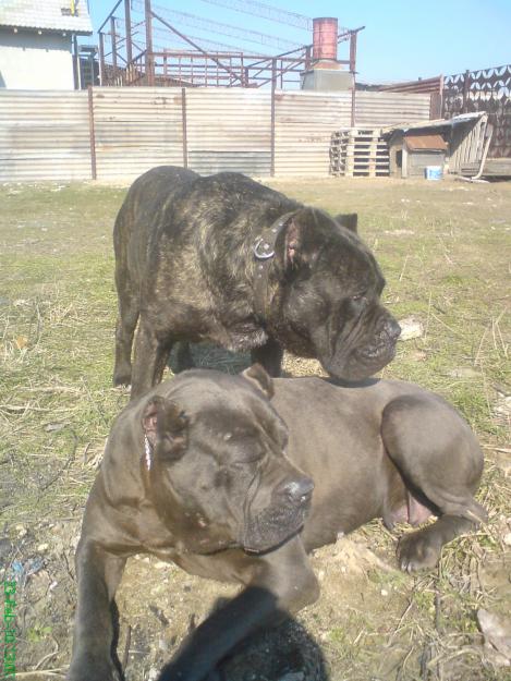 vand catei cane corso superbi - Pret | Preturi vand catei cane corso superbi