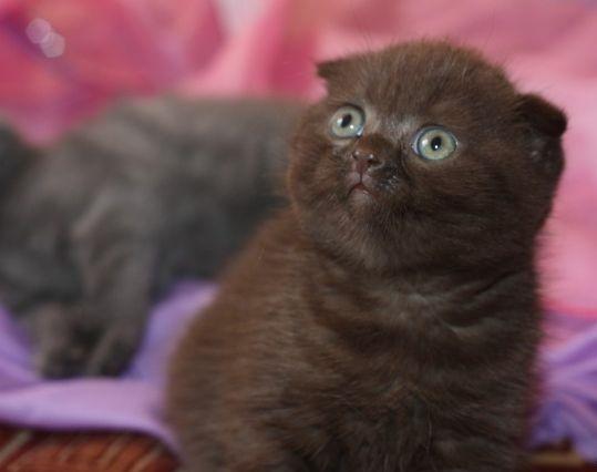 Vand puiuti British Shorthsir ,Scottish Fold toate culorile - Pret | Preturi Vand puiuti British Shorthsir ,Scottish Fold toate culorile