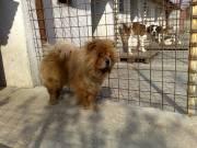 chow chow adulti masculi si femele rasa pura OFERTA - Pret | Preturi chow chow adulti masculi si femele rasa pura OFERTA