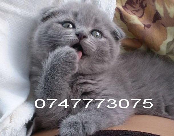 Pisici Scottish Fold Blue - Pret | Preturi Pisici Scottish Fold Blue