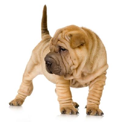 vanzare catelusi Shar-Pei - Pret | Preturi vanzare catelusi Shar-Pei