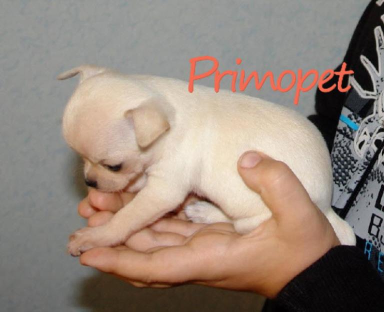 Chihuahua Toy de Vanzare - Pret | Preturi Chihuahua Toy de Vanzare