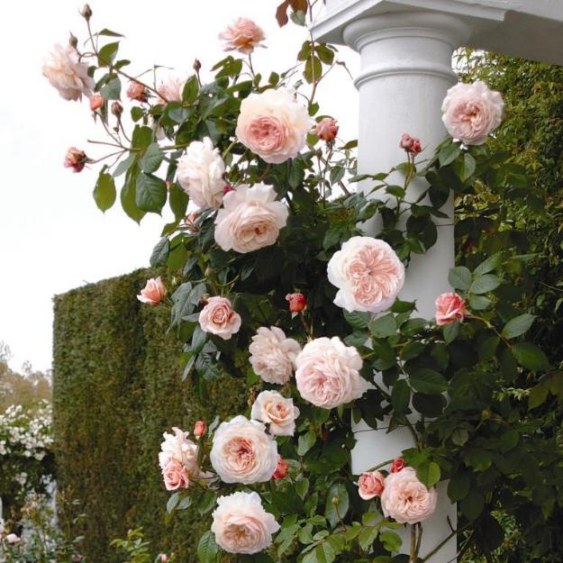 Trandafiri englezesti david austin - Pret | Preturi Trandafiri englezesti david austin