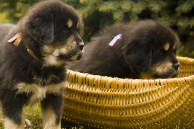 vand pui tibetan mastiff - Pret | Preturi vand pui tibetan mastiff