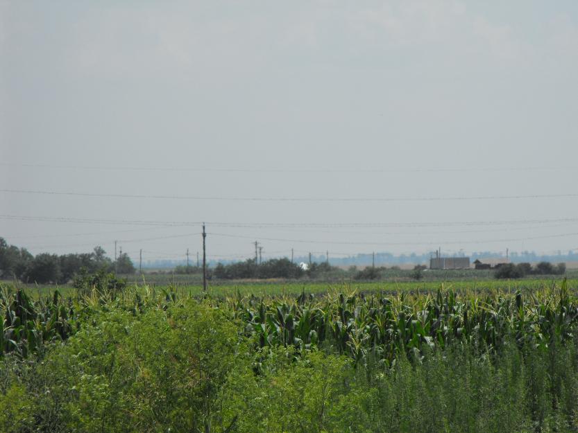 Vand teren agricol 40000mp in Constantin Brancoveanu, jud Calarasi - Pret | Preturi Vand teren agricol 40000mp in Constantin Brancoveanu, jud Calarasi