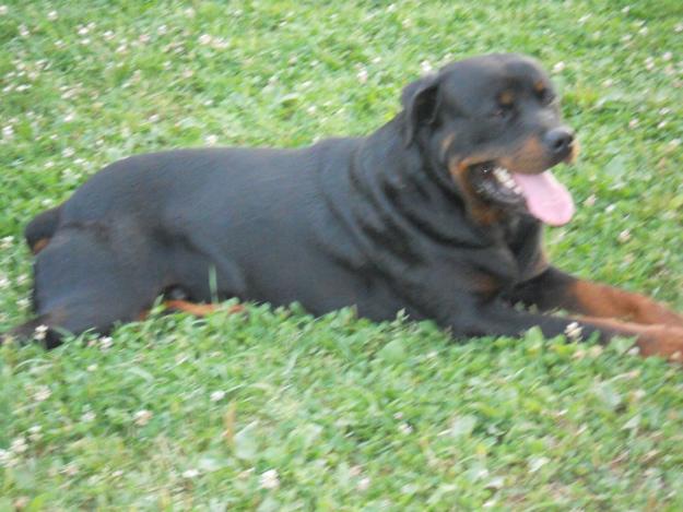 ofer pentru monta mascul rottweiler talie mare si mascul amstaff - Pret | Preturi ofer pentru monta mascul rottweiler talie mare si mascul amstaff