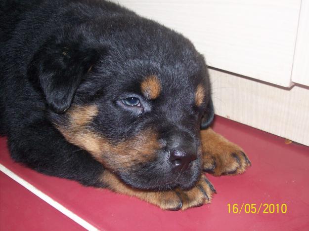 catelusi rottweiler - Pret | Preturi catelusi rottweiler