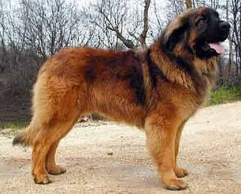Leonberger - Pret | Preturi Leonberger