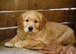 Asiguram transport in tara! golden retriever - Pret | Preturi Asiguram transport in tara! golden retriever