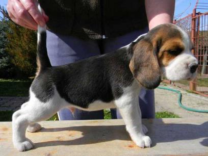 11 săptămâni pui beagle. - Pret | Preturi 11 săptămâni pui beagle.