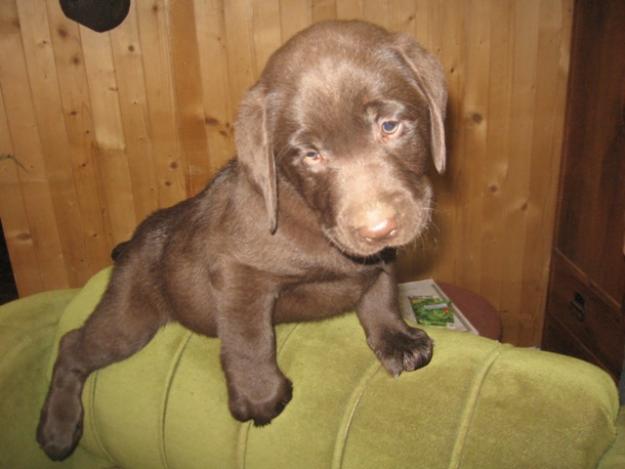de vanzare pui labrador - Pret | Preturi de vanzare pui labrador